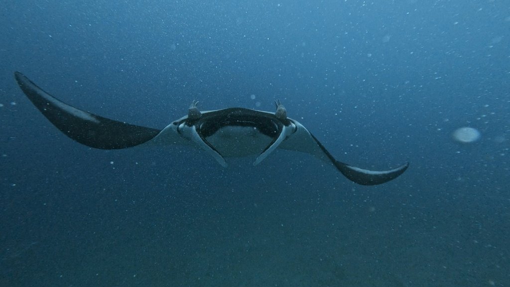 Giant Oceanic Manta Ray — reference photograph