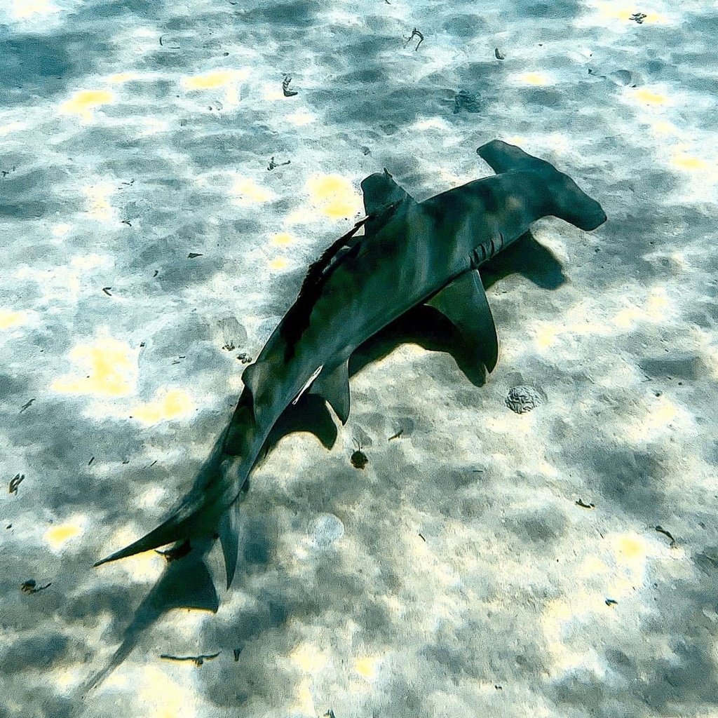Great Hammerhead — reference photograph