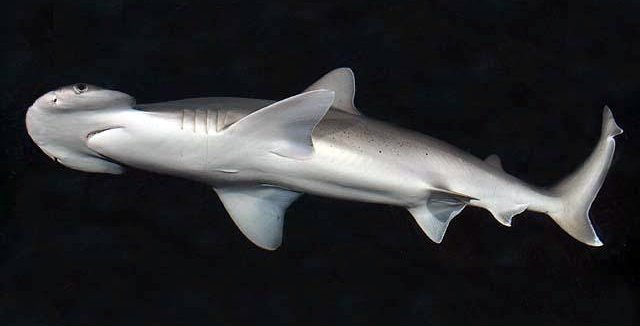 Bonnethead — reference photograph