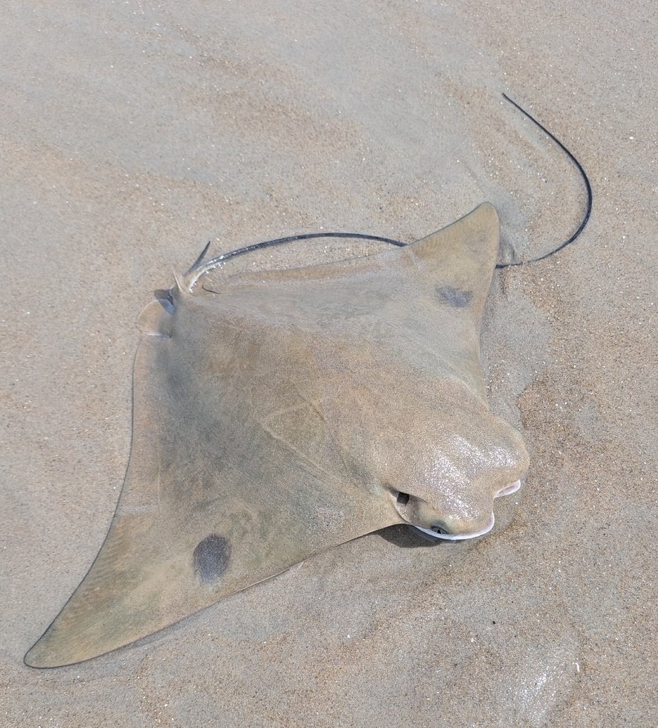 Cownose Ray — reference photograph