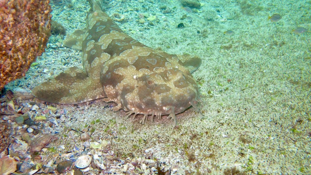 Spotted Wobbegong — reference photograph