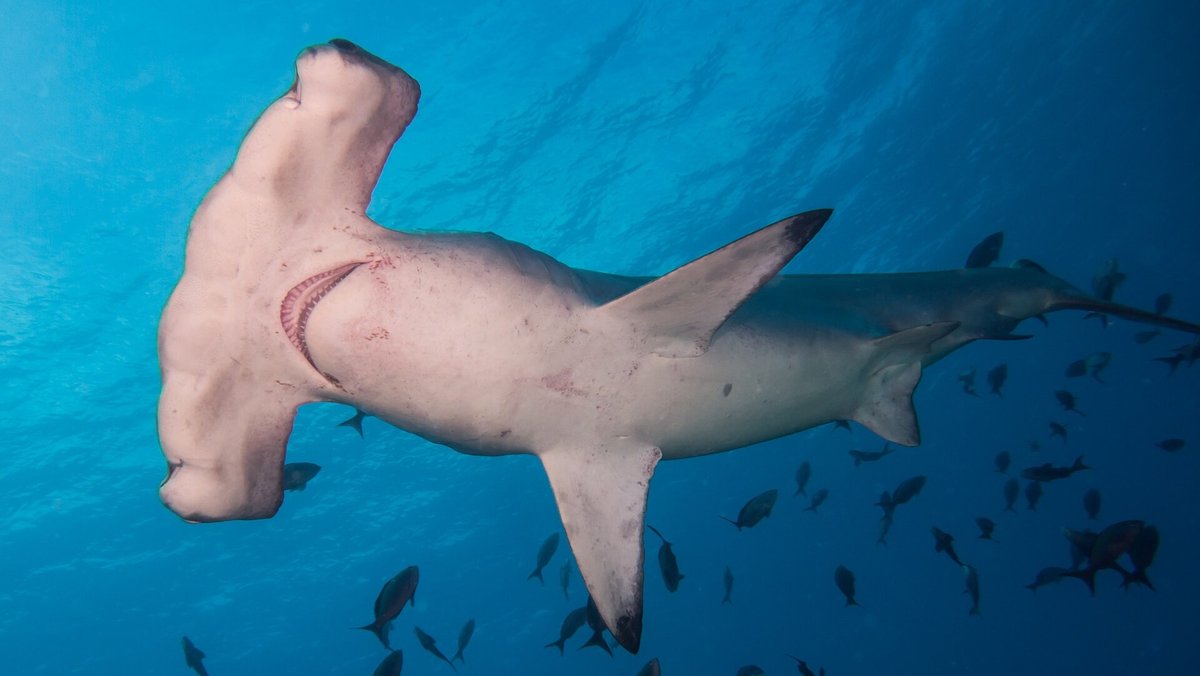 Scalloped Hammerhead — reference photograph