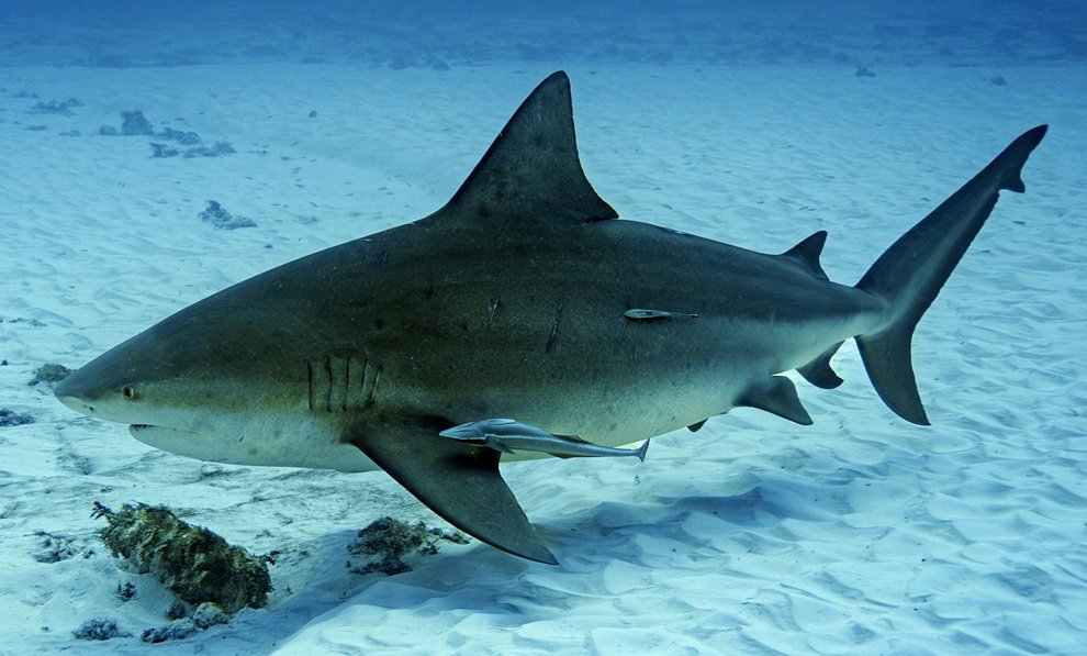 Bull Shark — reference photograph