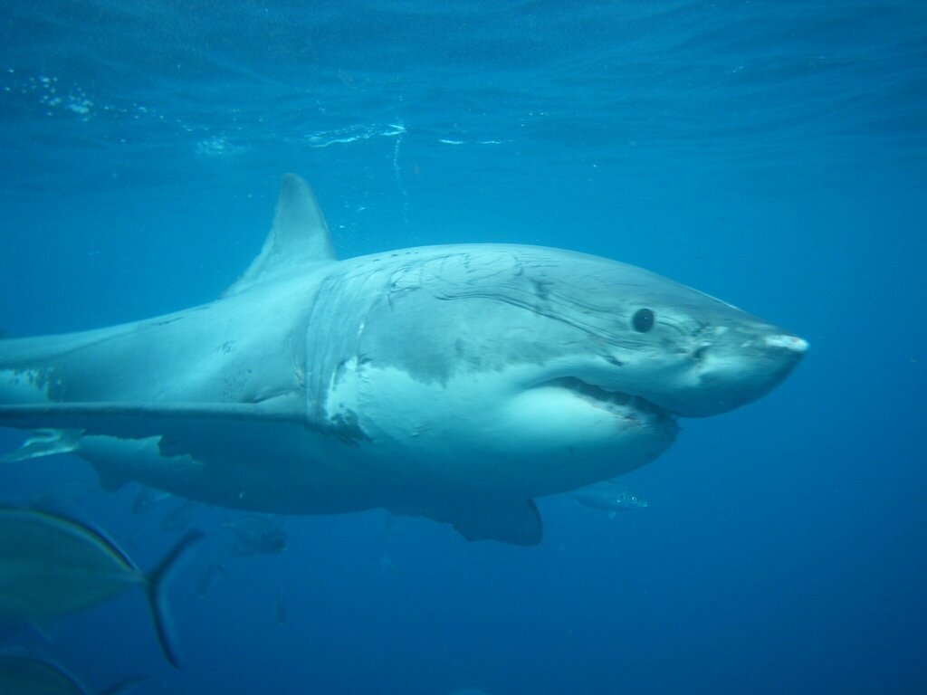 Great White Shark — reference photograph