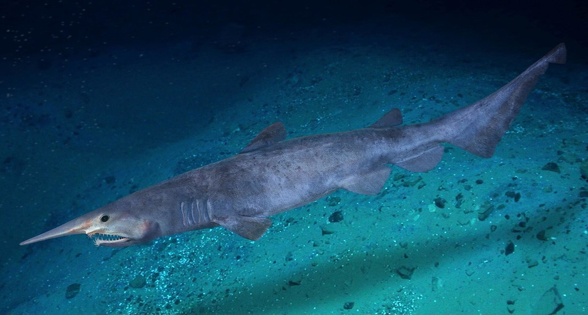 Goblin Shark — reference photograph