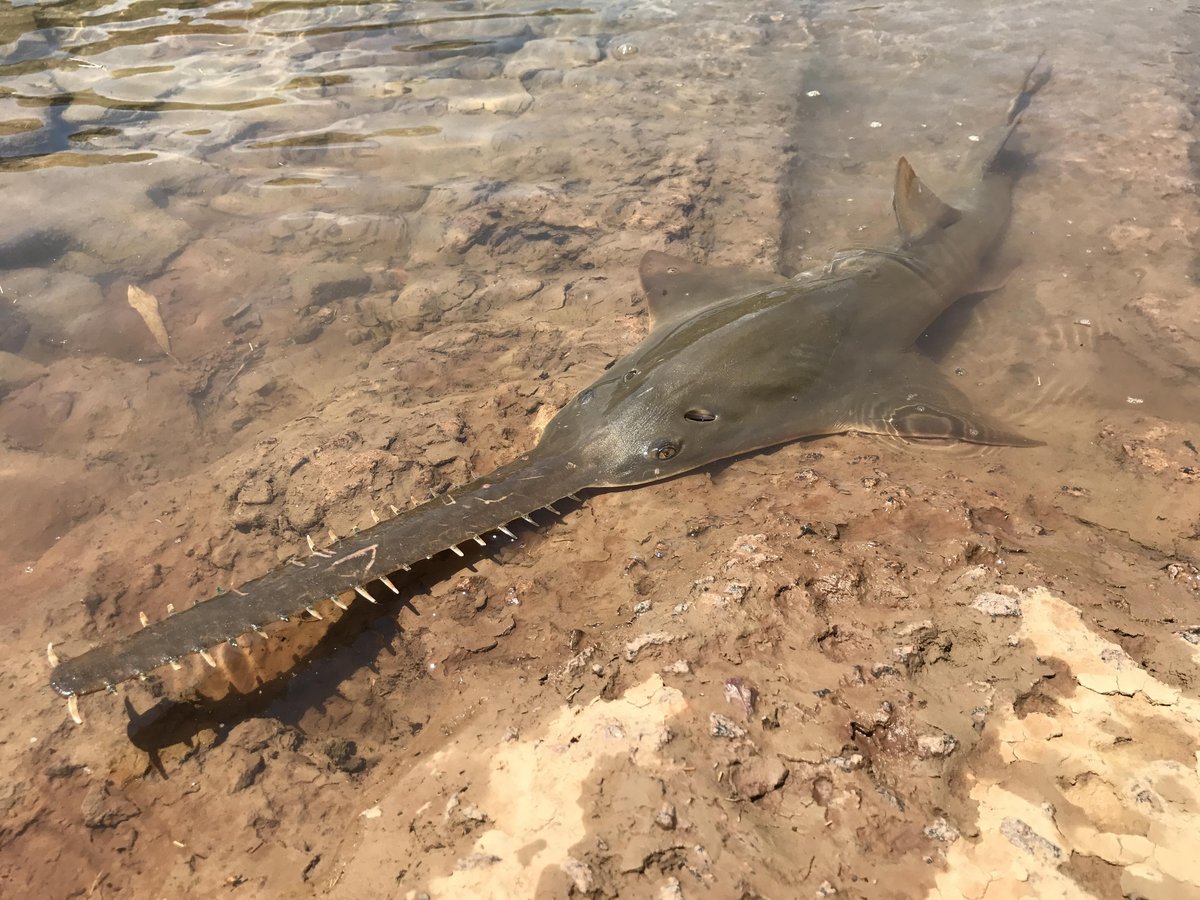 Largetooth Sawfish — reference photograph