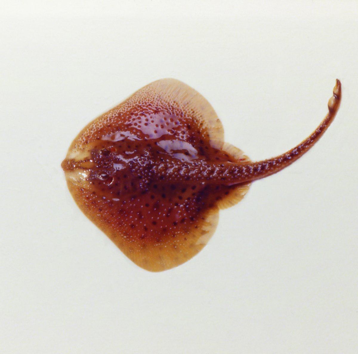 Little Skate — reference photograph