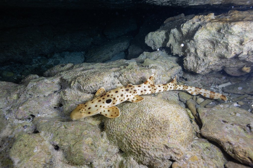 Epaulette Shark — reference photograph