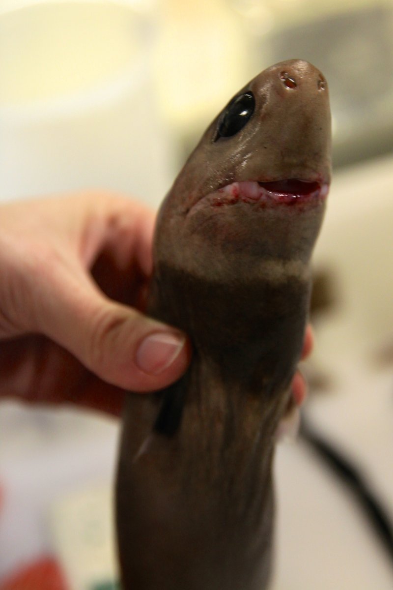 Cookiecutter Shark — reference photograph