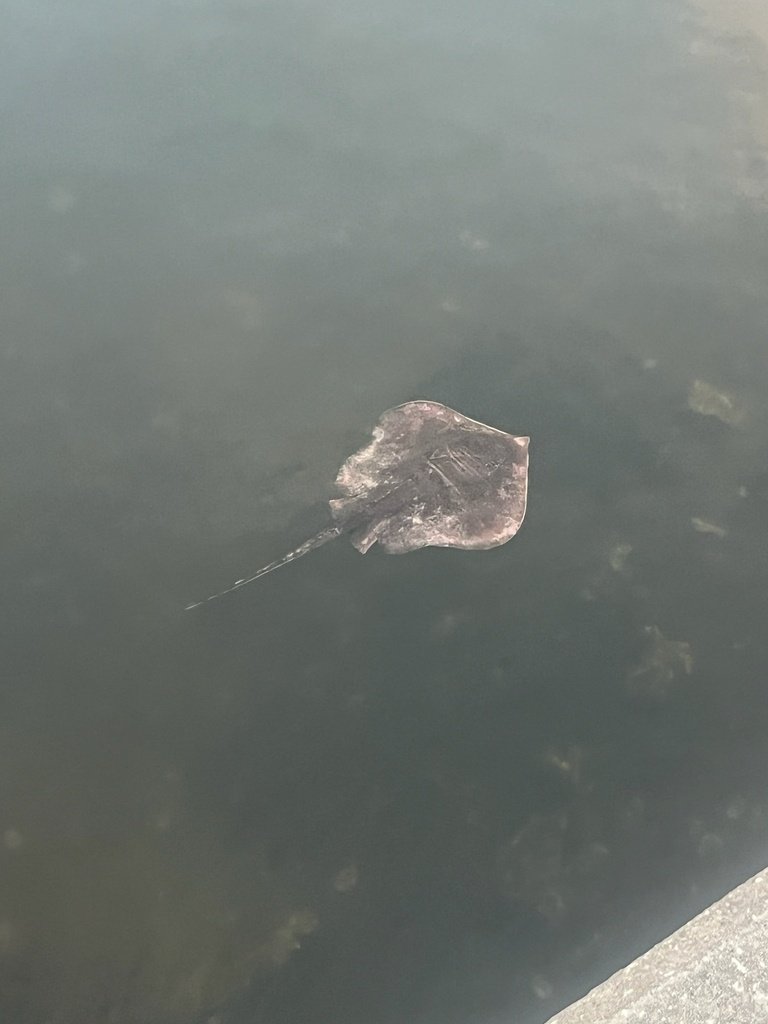 Atlantic Stingray — reference photograph