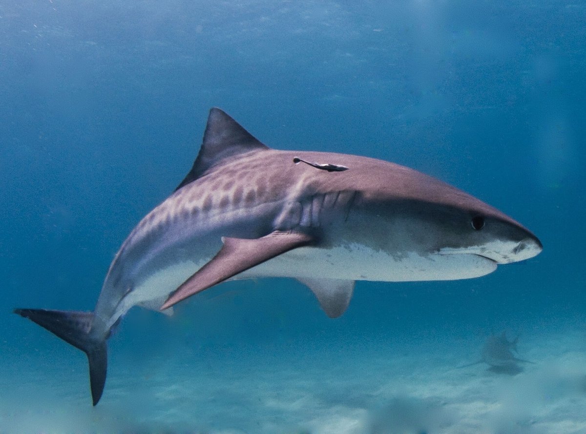 Tiger Shark — reference photograph