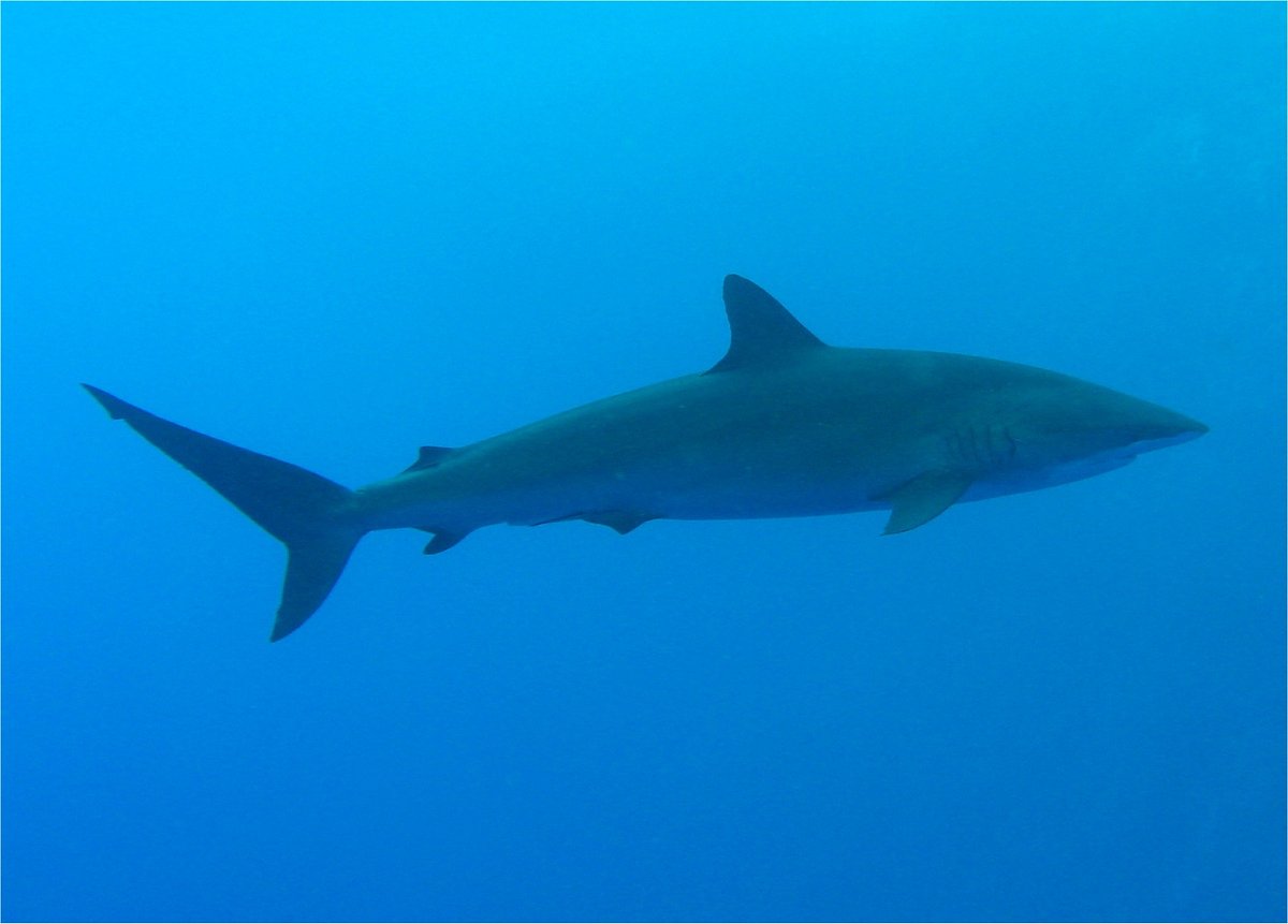 Silky Shark — reference photograph