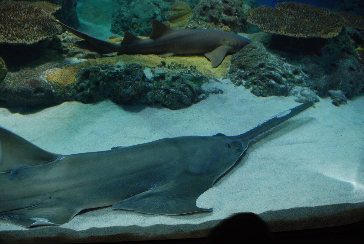Smalltooth Sawfish — reference photograph