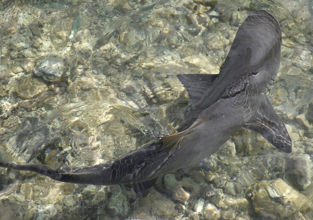 Lemon Shark — reference photograph