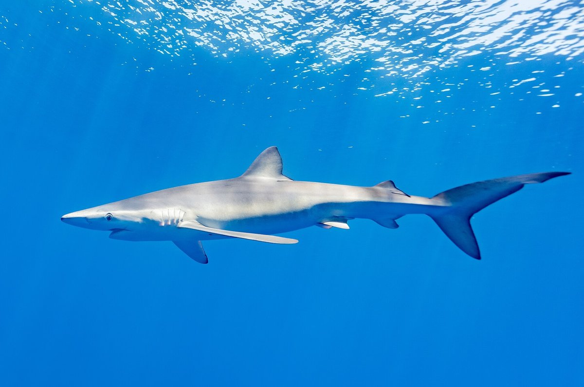 Blue Shark — reference photograph