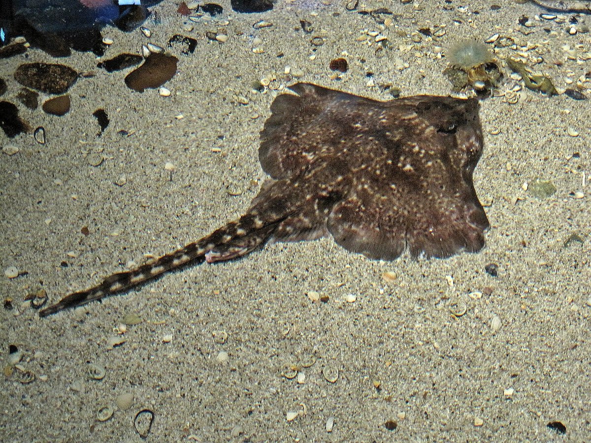 Thornback Ray — reference photograph