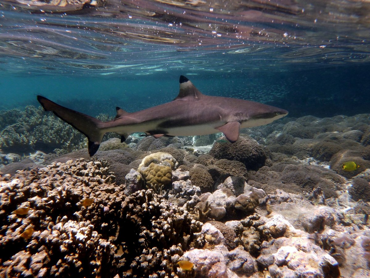 Blacktip Reef Shark — reference photograph