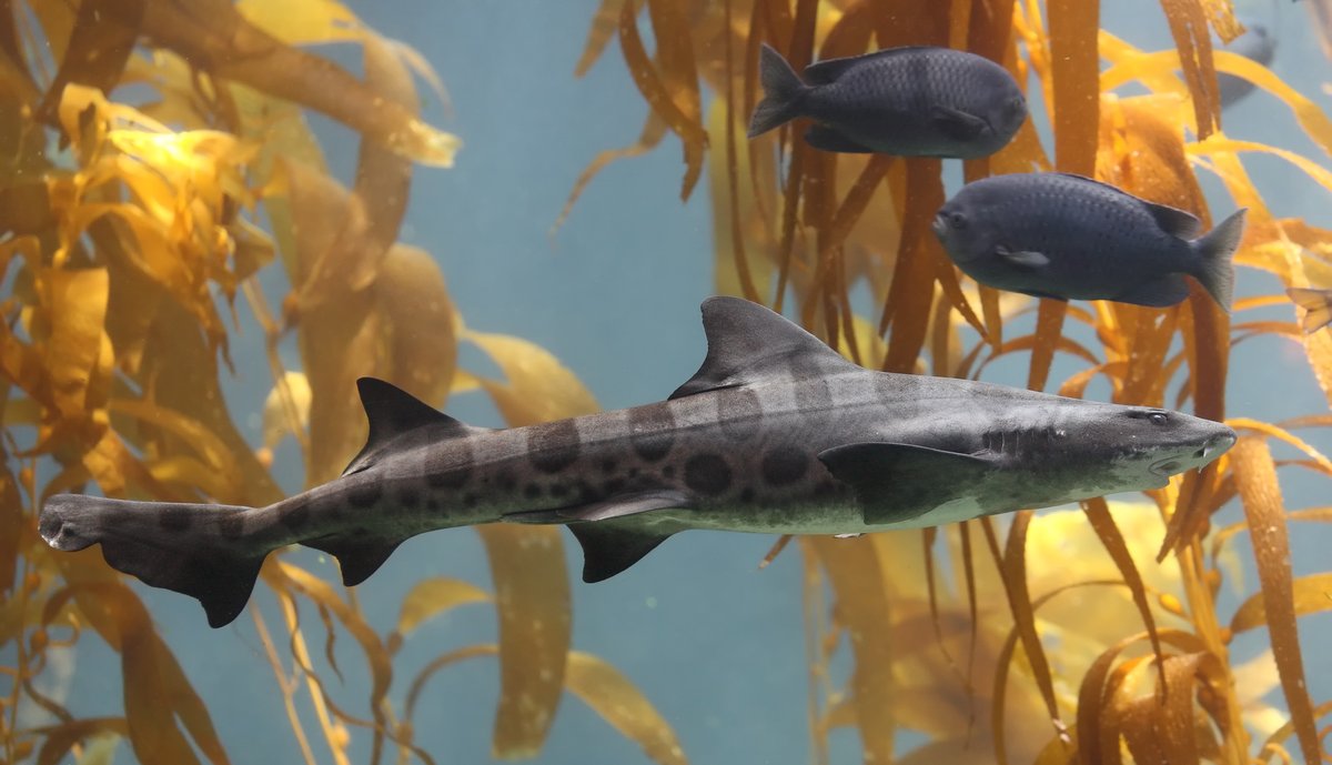 Leopard Shark — reference photograph