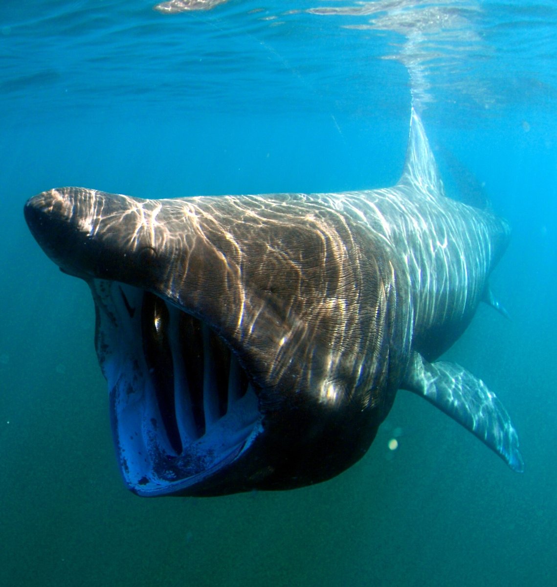 Basking Shark — reference photograph