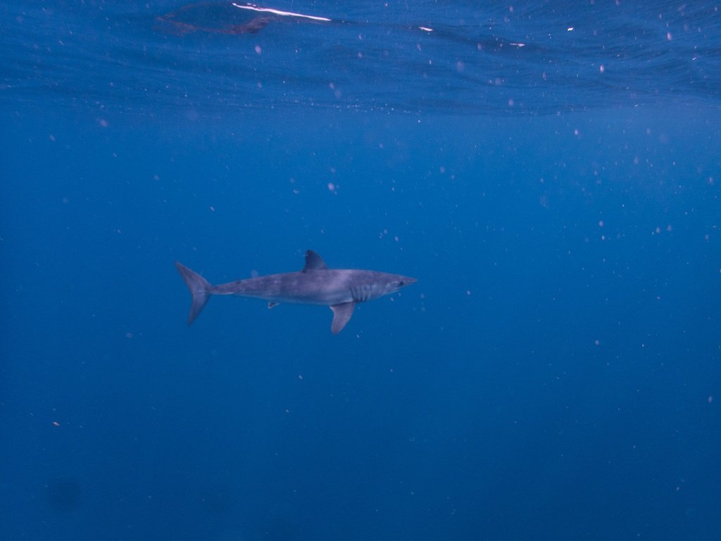 Shortfin Mako — reference photograph