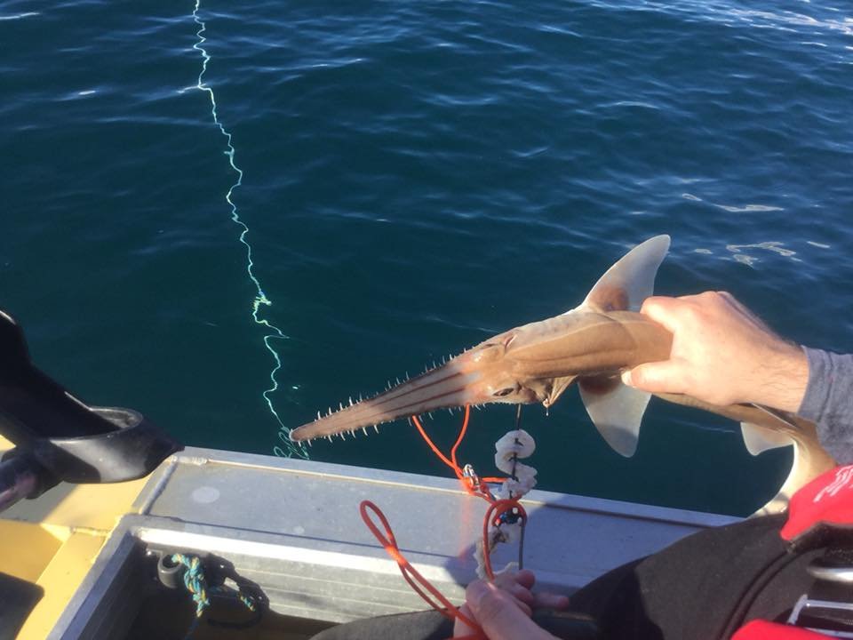 Longnose Sawshark — reference photograph