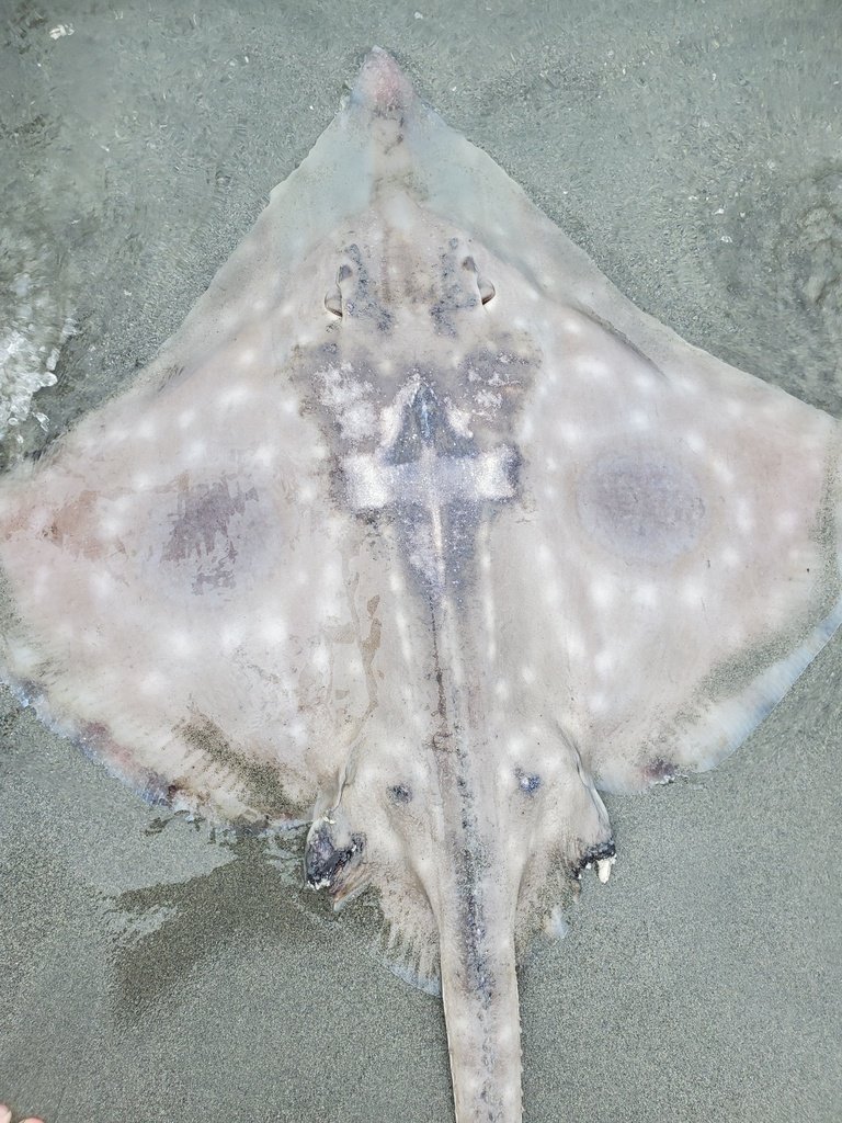 Big Skate — reference photograph