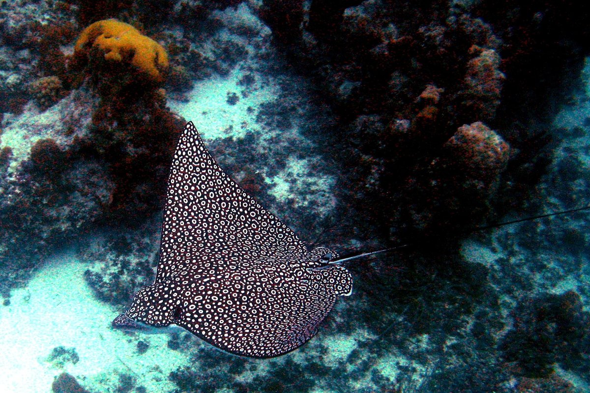 Spotted Eagle Ray — reference photograph