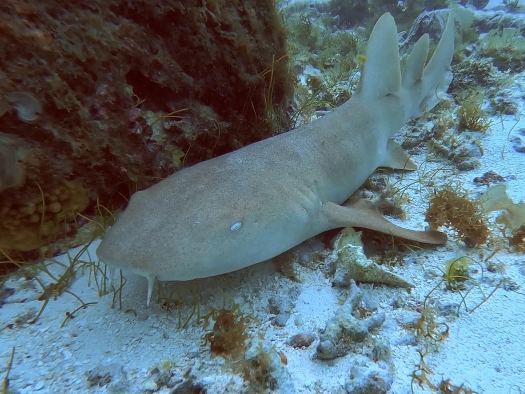 Nurse Shark — reference photograph