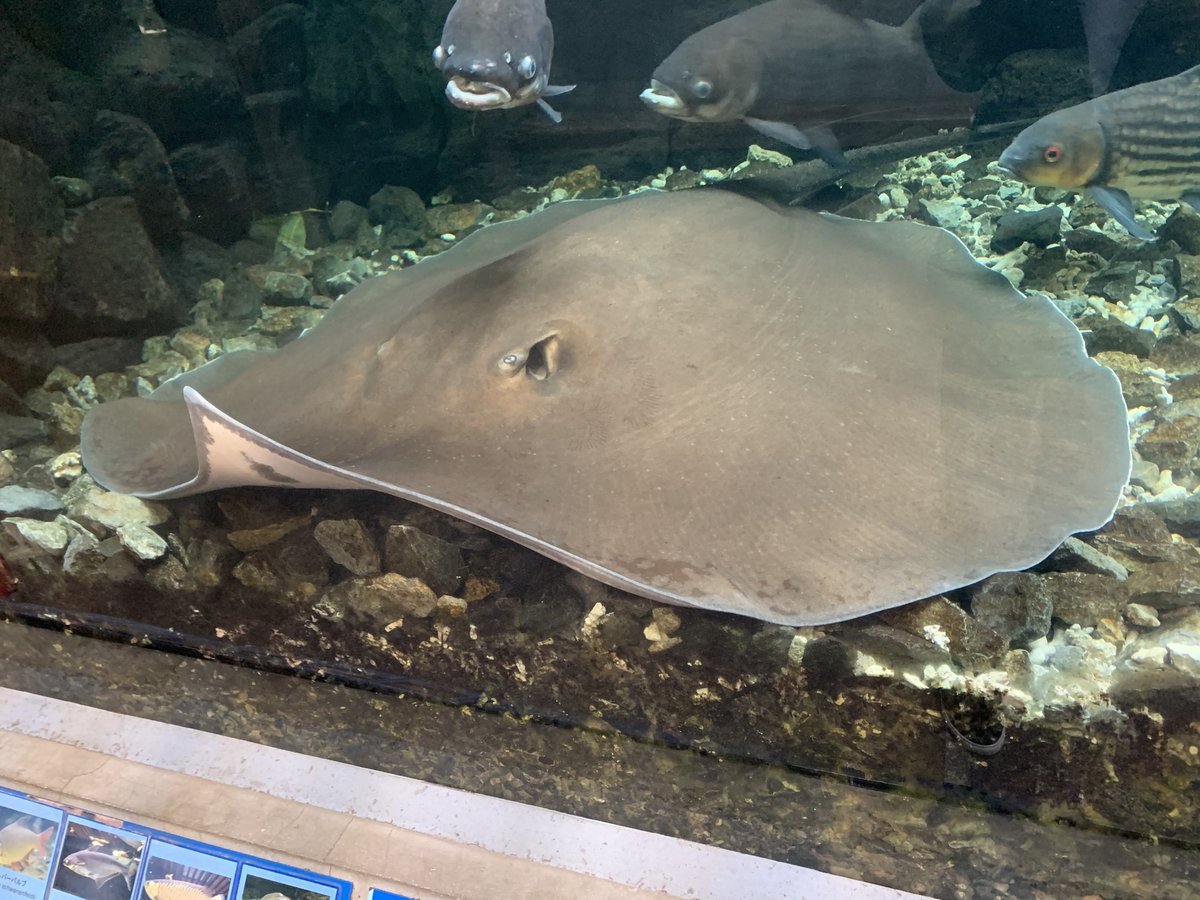 Giant Freshwater Stingray — reference photograph