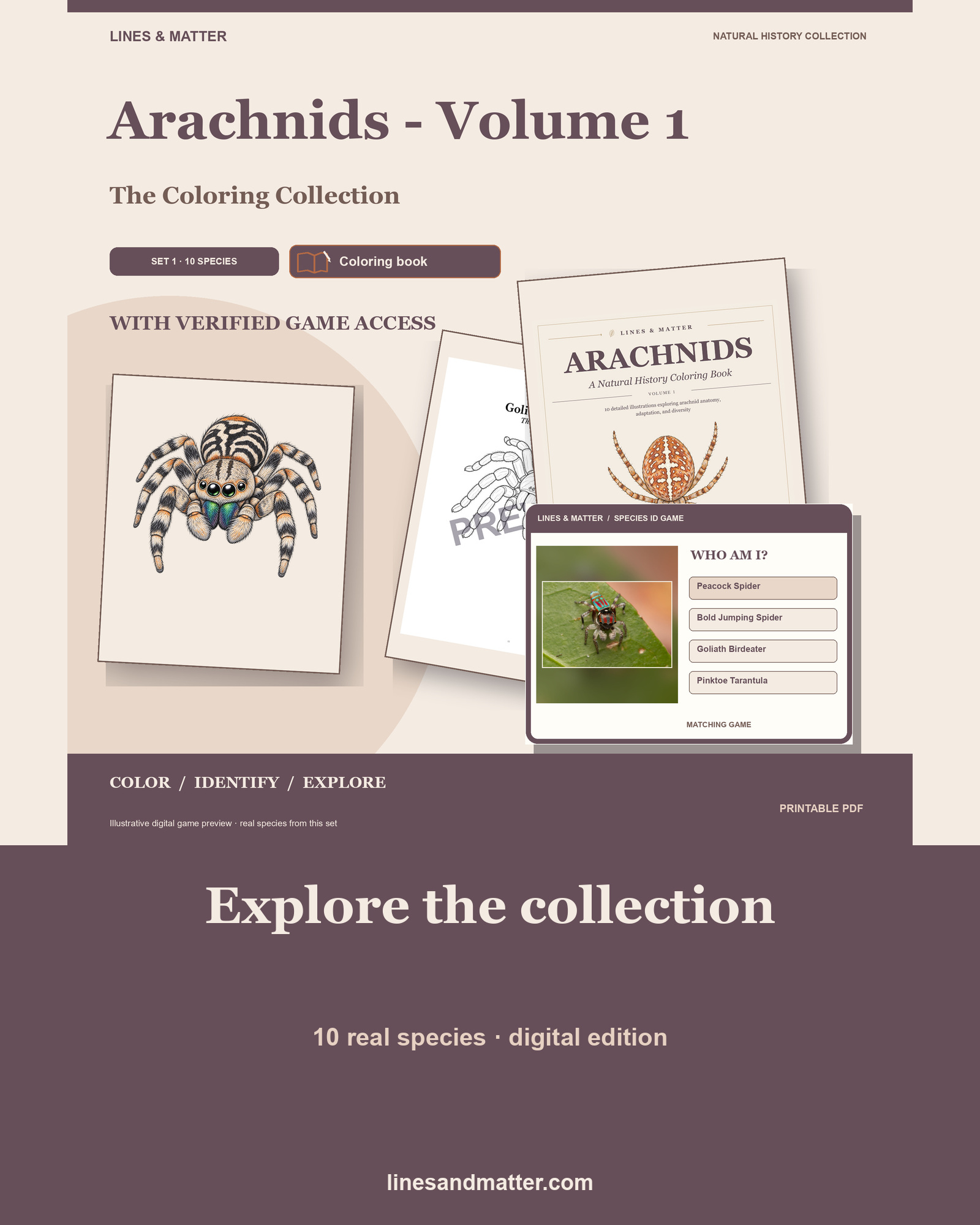 Arachnids - Volume 1 Coloring Book Set 1: 10 Real Species | Printable PDF preview 1