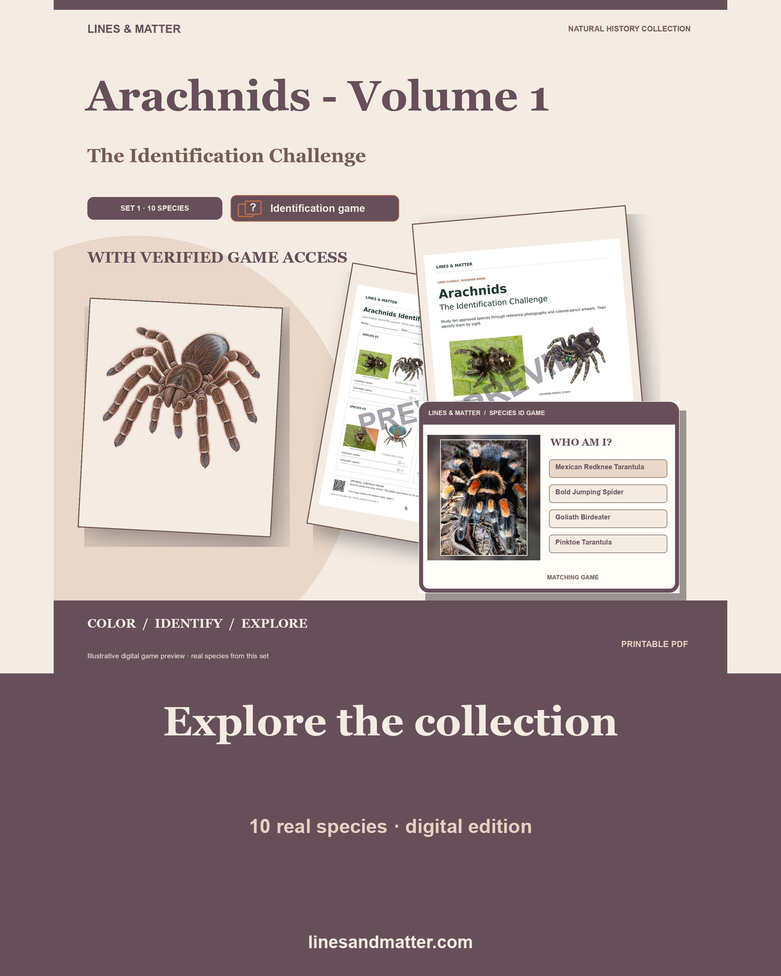 Arachnids - Volume 1 Identification Quiz Set 1: 10 Real Species | Printable PDF preview 1