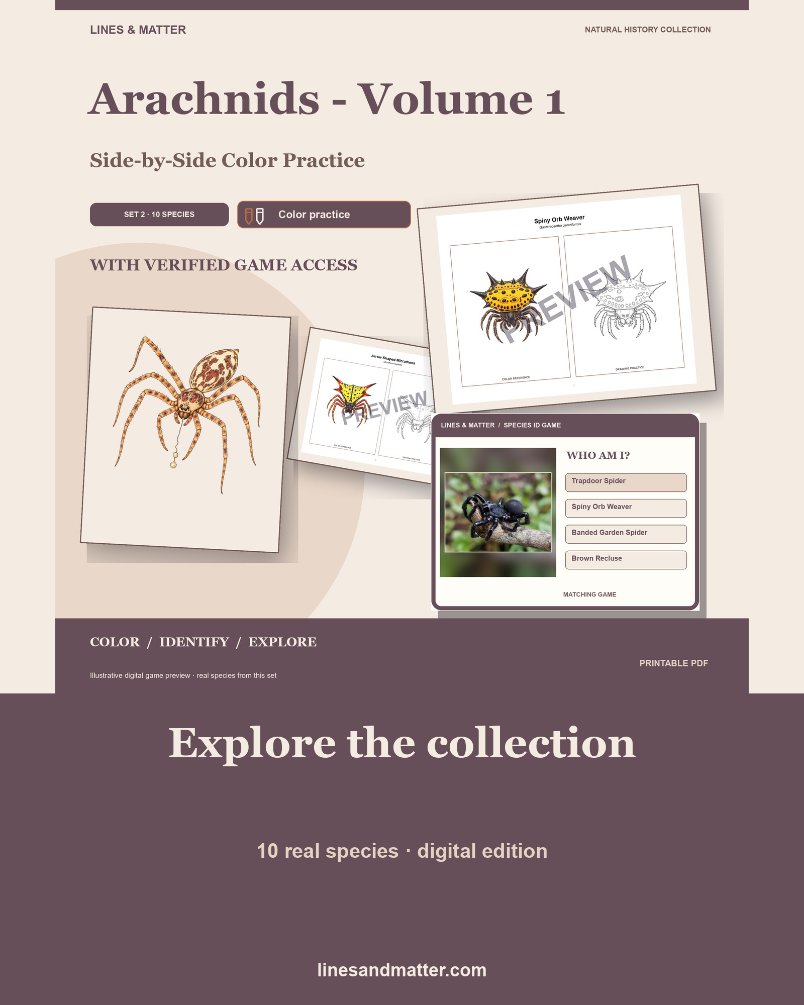 Arachnids - Volume 1 Coloring Practice Sheets Set 2: 10 Real Species | Printable PDF preview 1