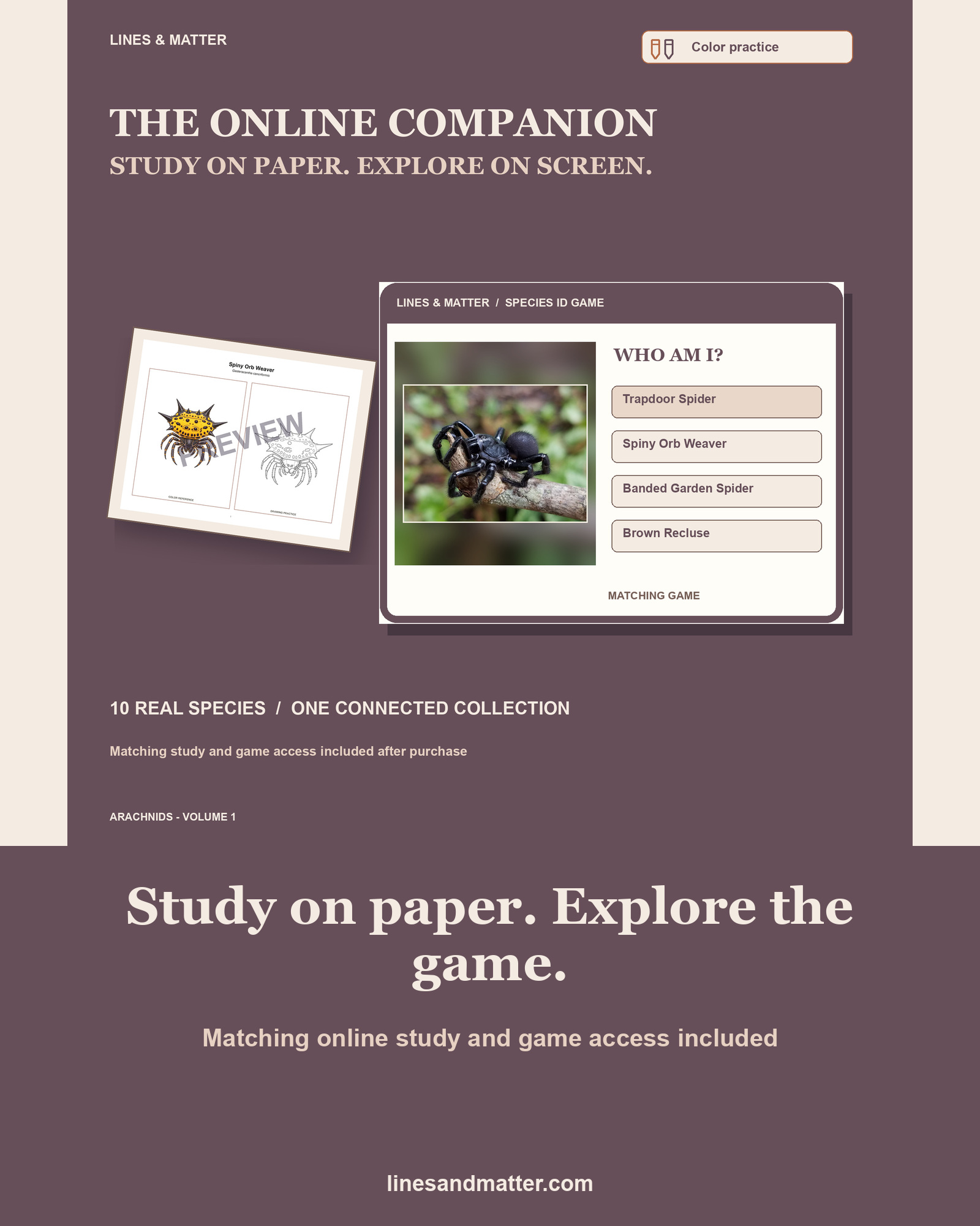Arachnids - Volume 1 Coloring Practice Sheets Set 2: 10 Real Species | Printable PDF preview 2