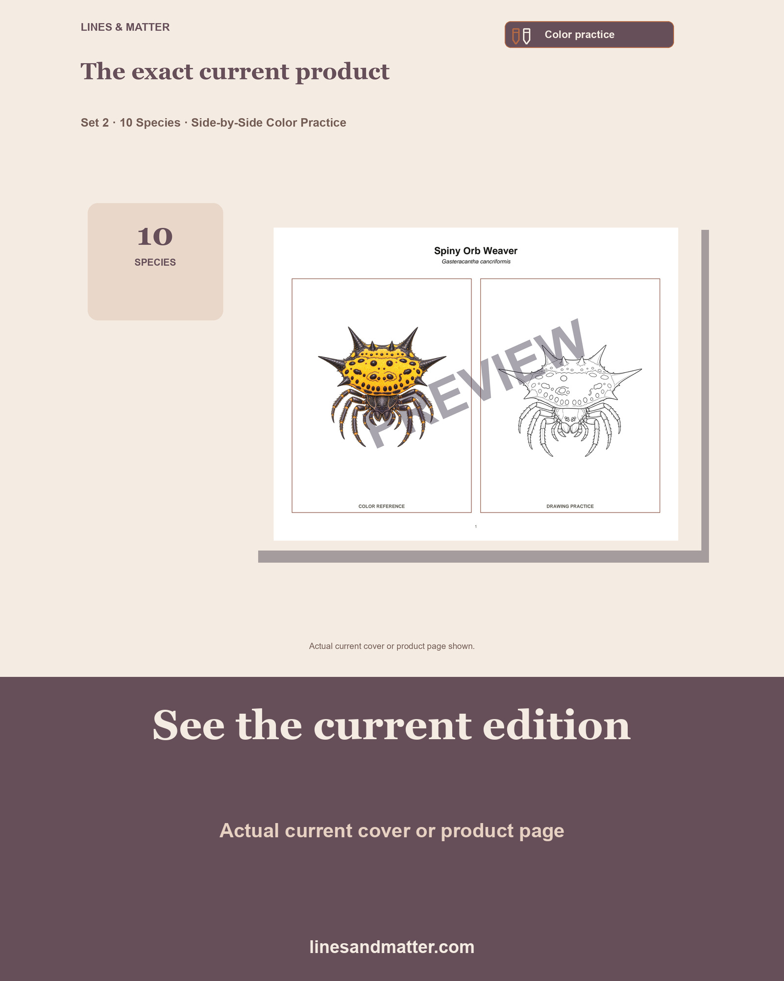 Arachnids - Volume 1 Coloring Practice Sheets Set 2: 10 Real Species | Printable PDF preview 3