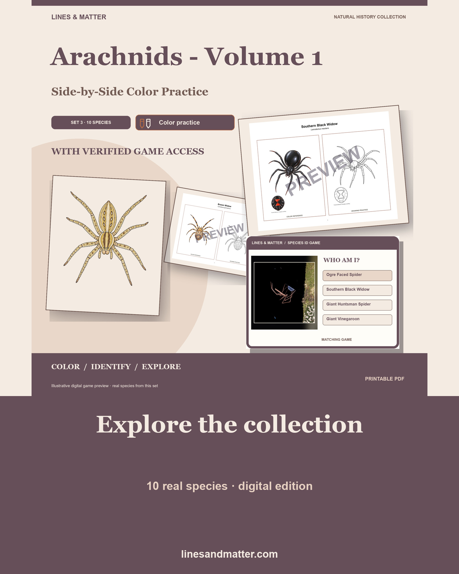 Arachnids - Volume 1 Coloring Practice Sheets Set 3: 10 Real Species | Printable PDF preview 1