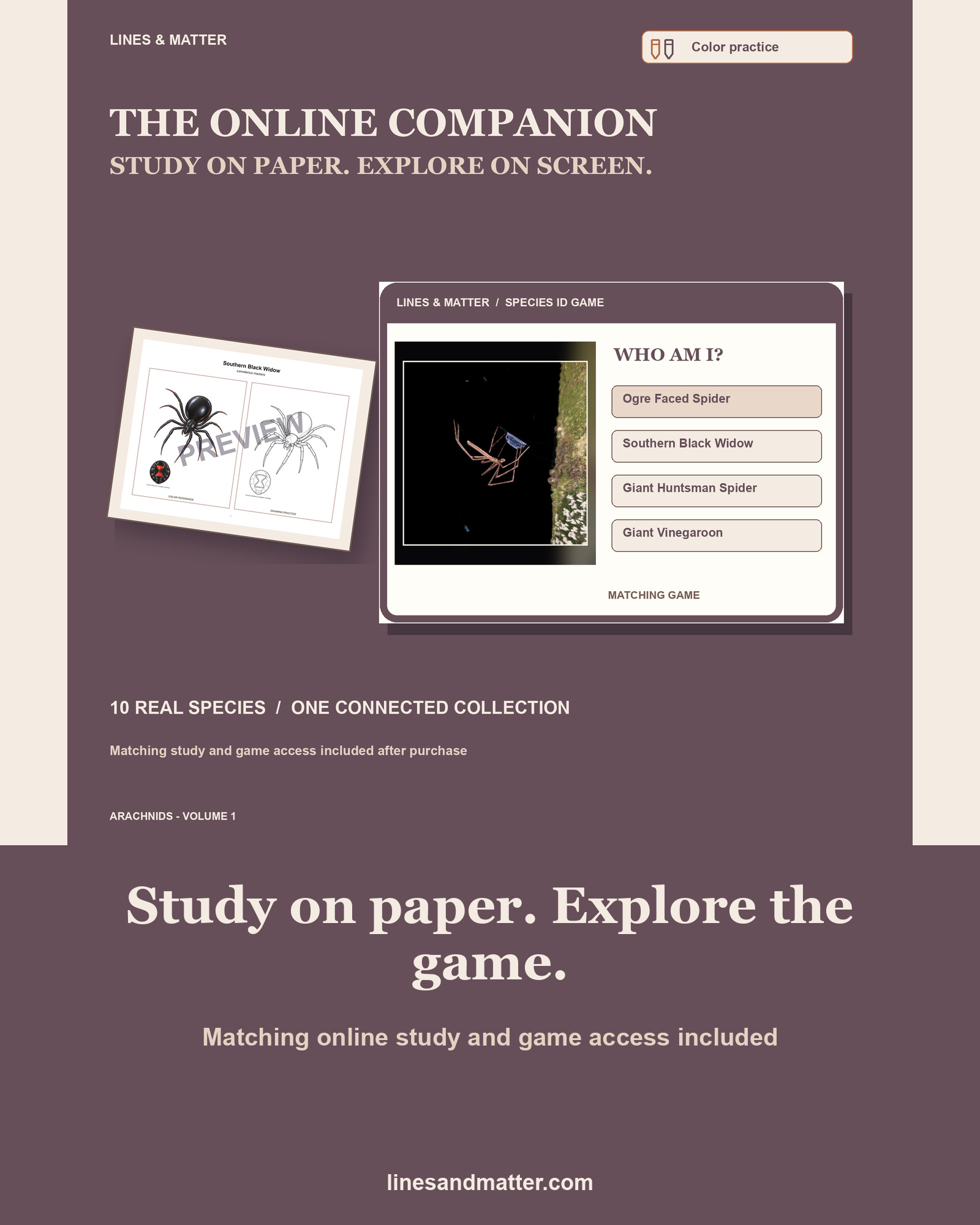 Arachnids - Volume 1 Coloring Practice Sheets Set 3: 10 Real Species | Printable PDF preview 2