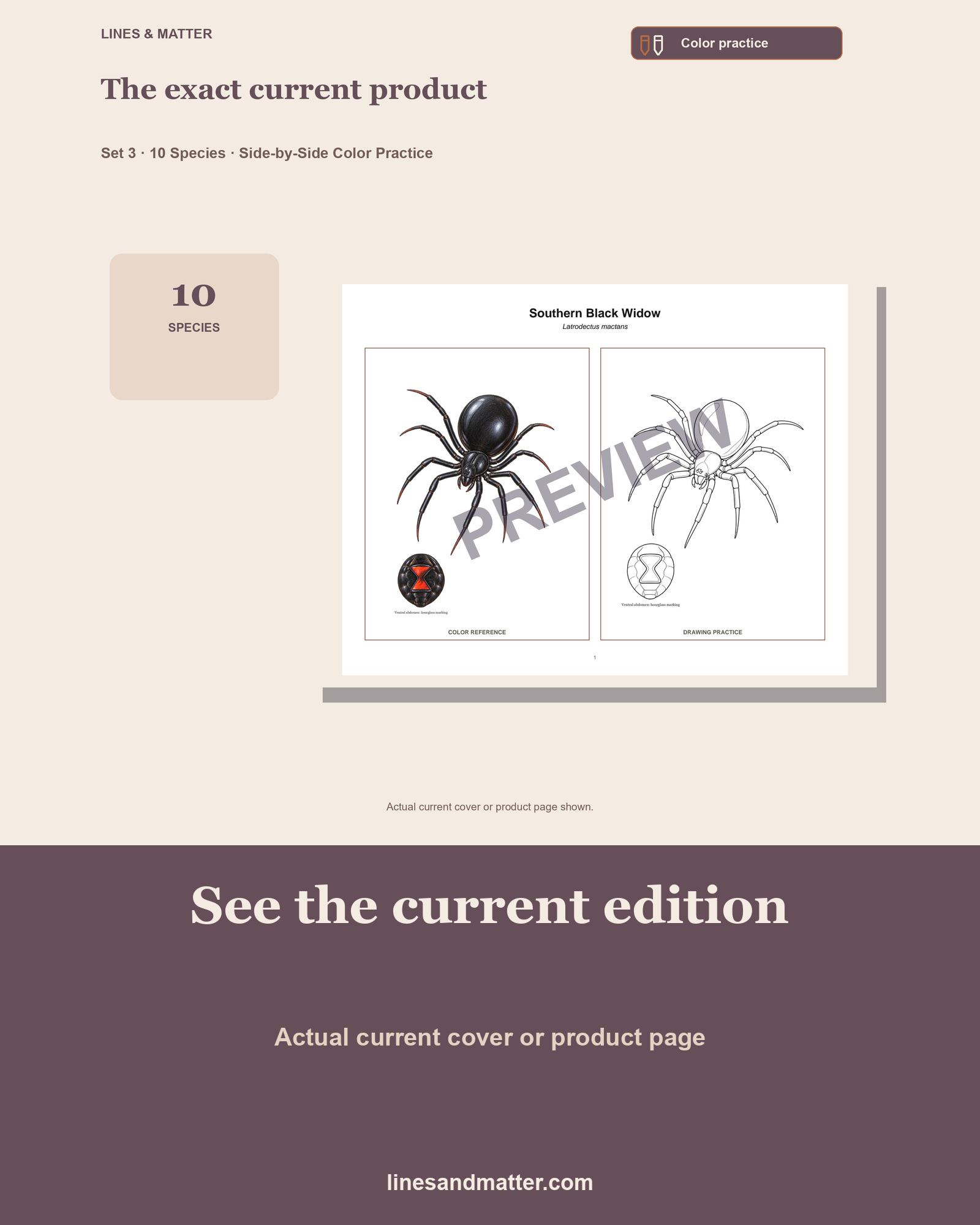 Arachnids - Volume 1 Coloring Practice Sheets Set 3: 10 Real Species | Printable PDF preview 3
