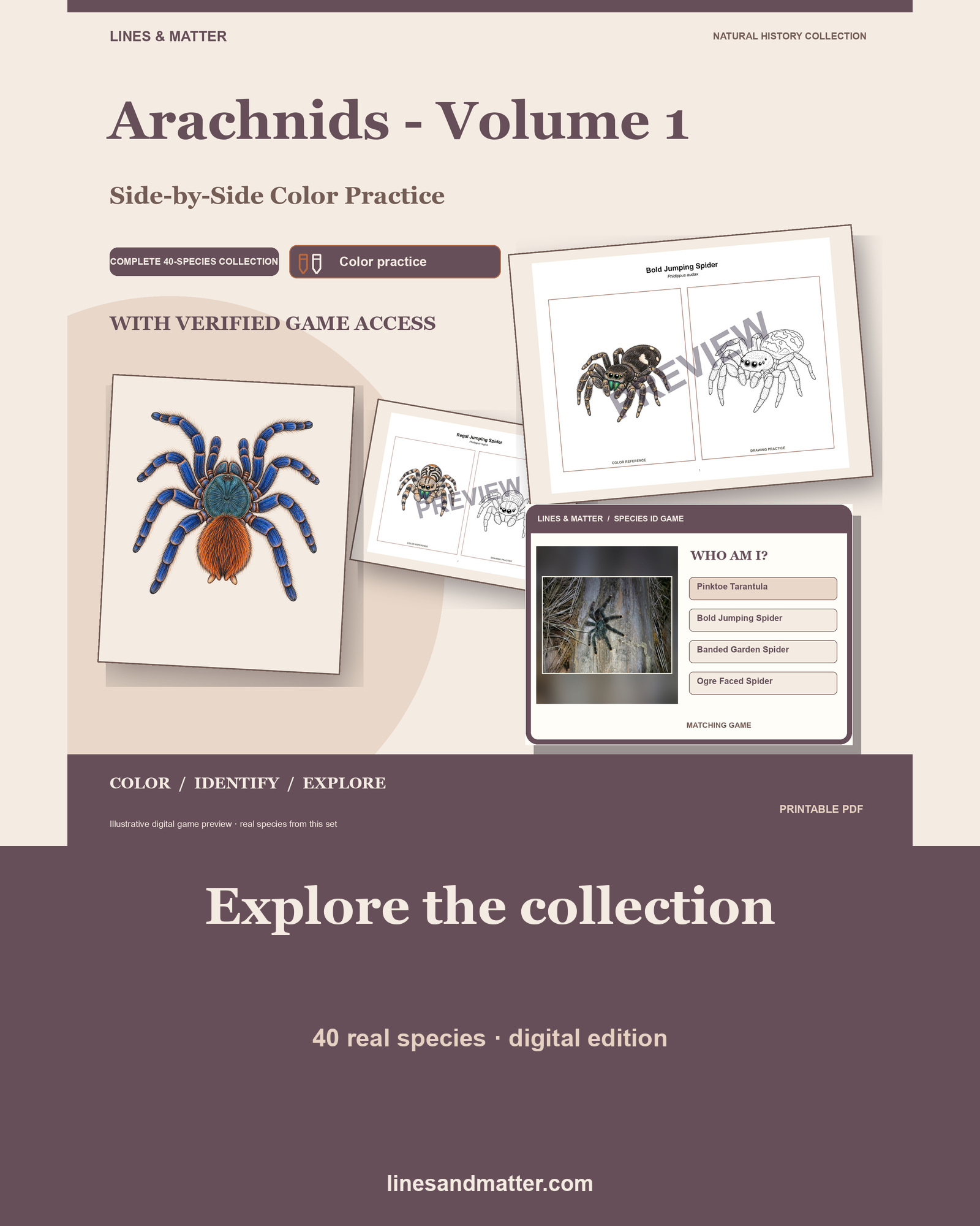 Arachnids - Volume 1 Coloring Practice Sheets: 40 Real Species | Printable PDF preview 1