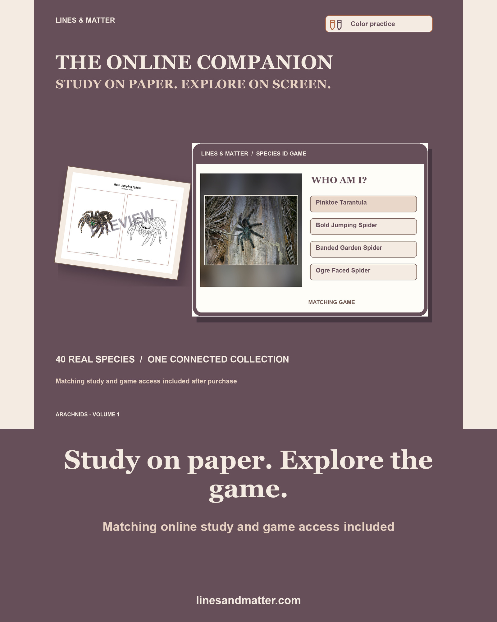 Arachnids - Volume 1 Coloring Practice Sheets: 40 Real Species | Printable PDF preview 2