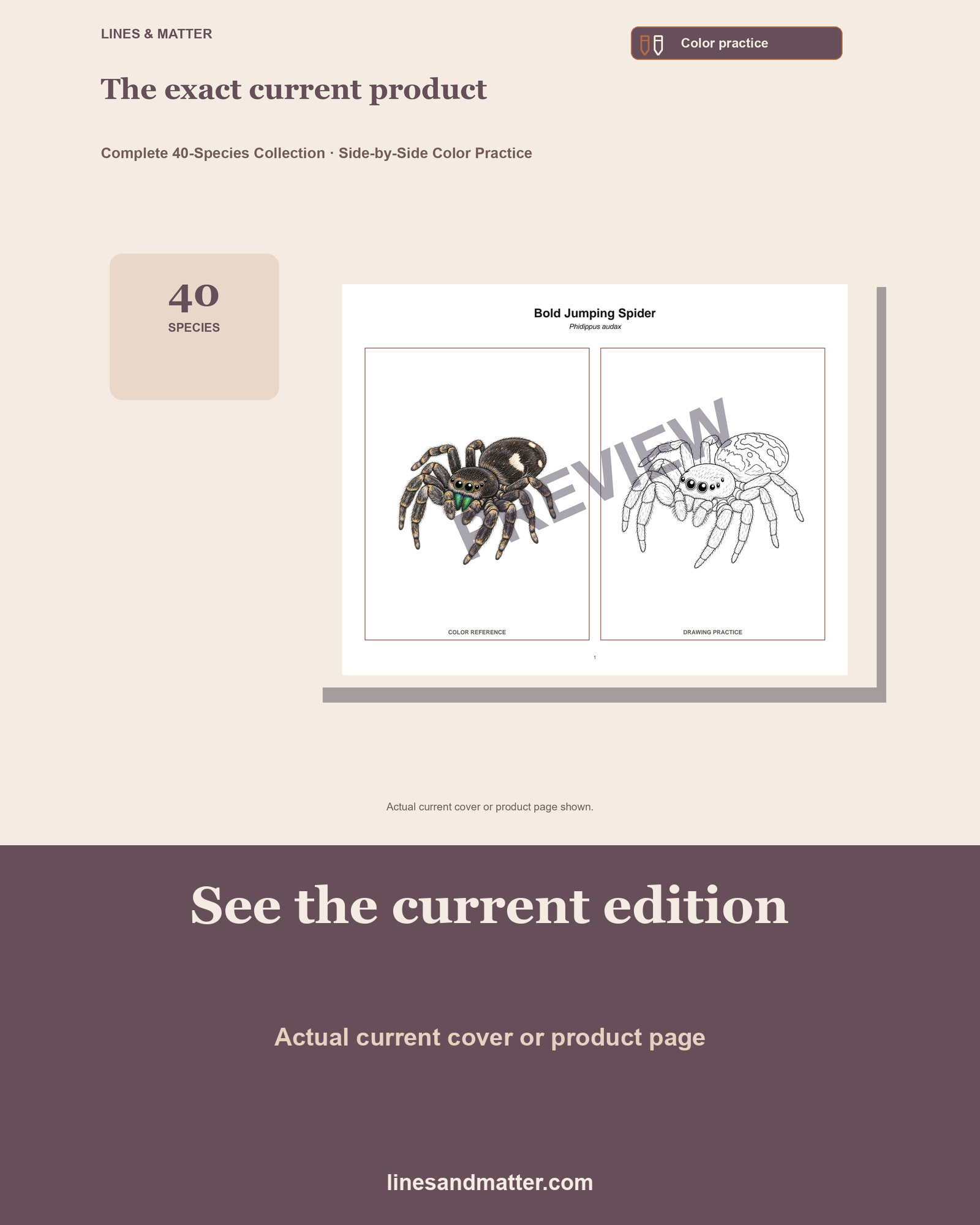 Arachnids - Volume 1 Coloring Practice Sheets: 40 Real Species | Printable PDF preview 3