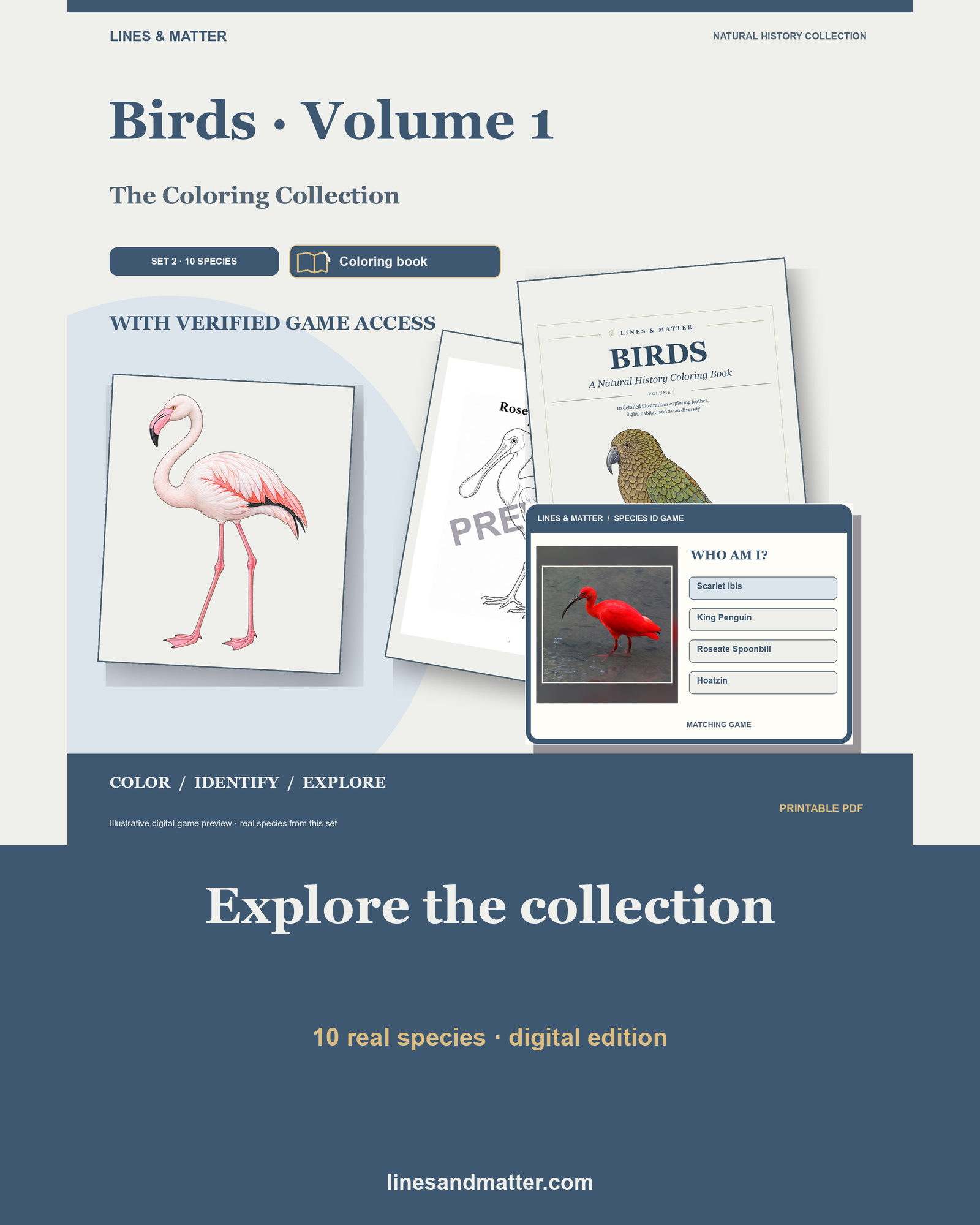 Birds · Volume 1 Coloring Book Set 2: 10 Real Species | Printable PDF preview 1