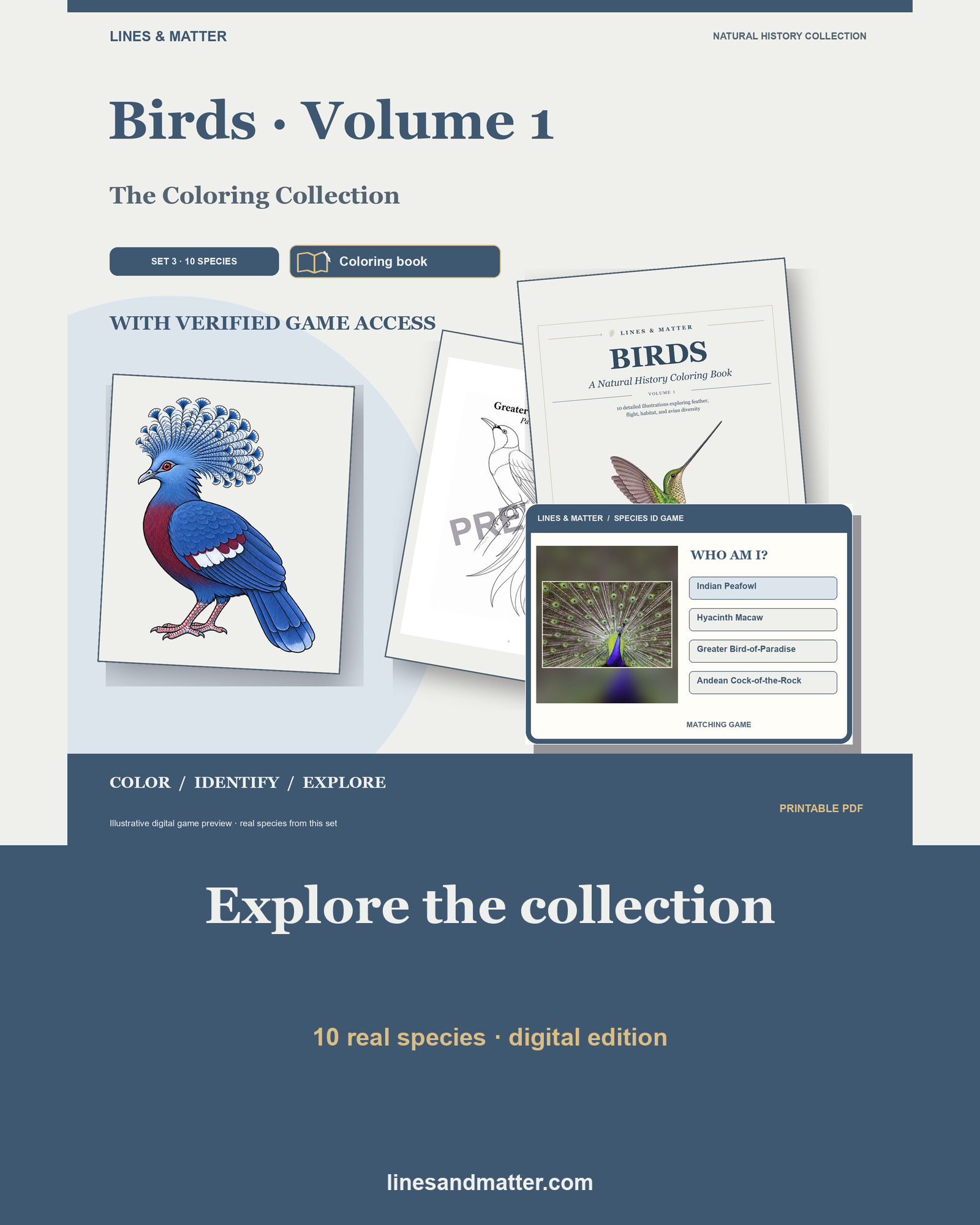Birds · Volume 1 Coloring Book Set 3: 10 Real Species | Printable PDF preview 1