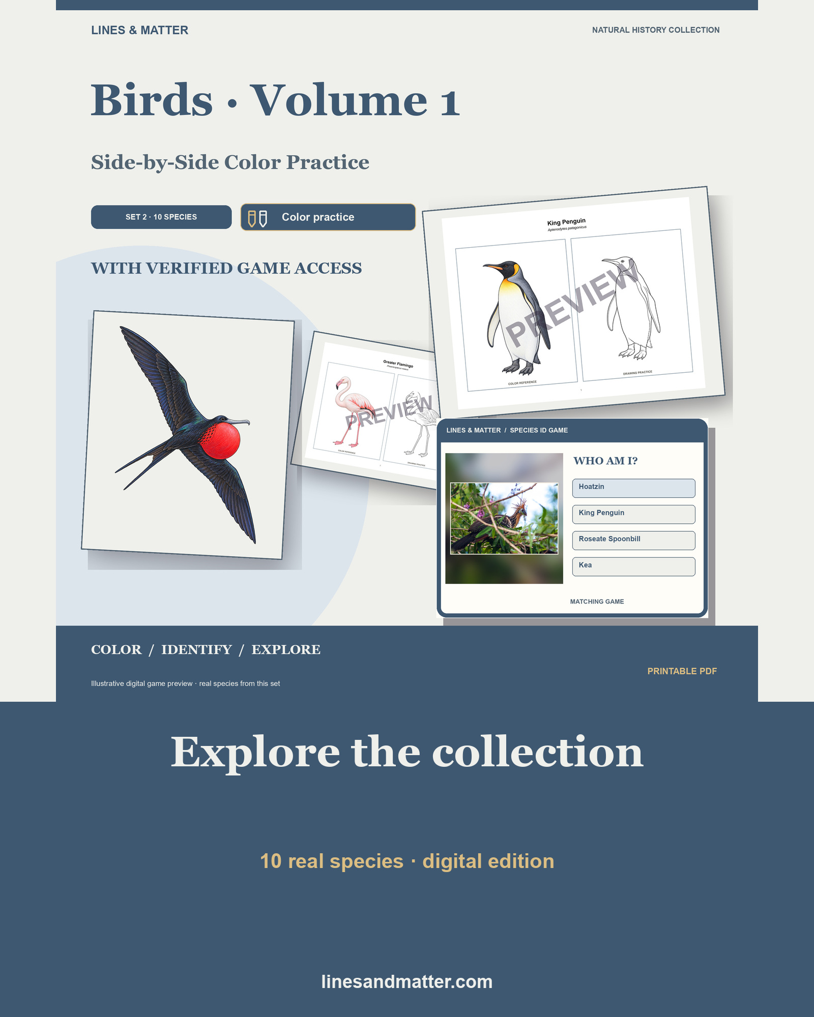 Birds · Volume 1 Coloring Practice Sheets Set 2: 10 Real Species | Printable PDF preview 1