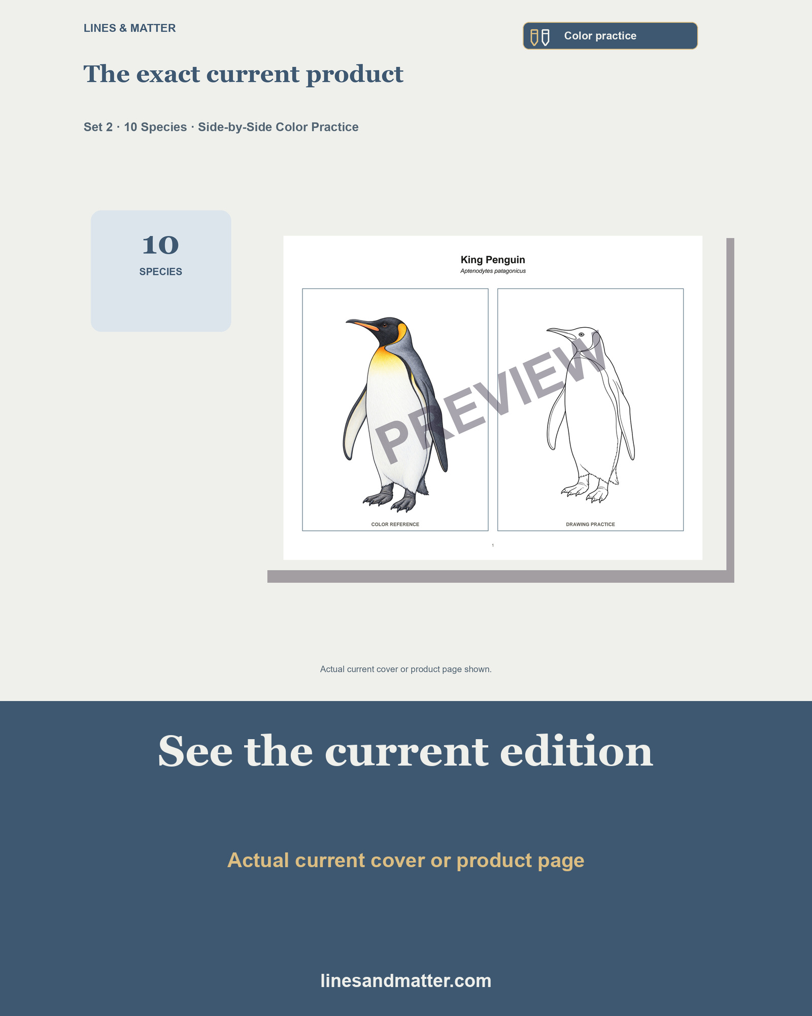 Birds · Volume 1 Coloring Practice Sheets Set 2: 10 Real Species | Printable PDF preview 3