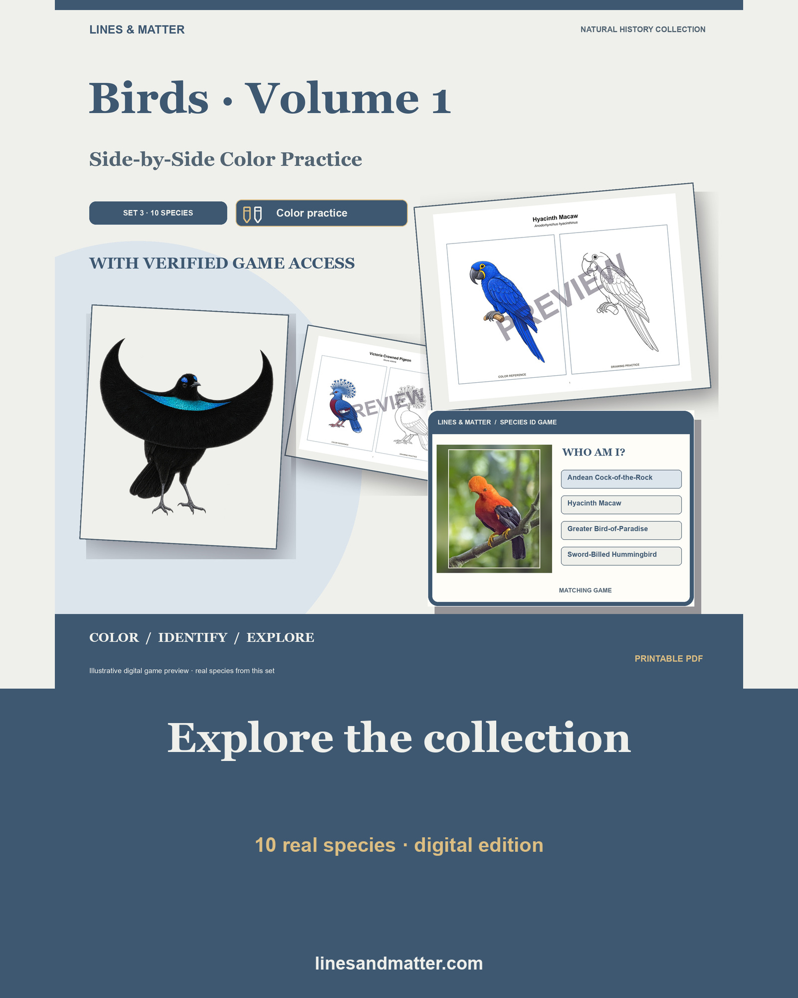 Birds · Volume 1 Coloring Practice Sheets Set 3: 10 Real Species | Printable PDF preview 1