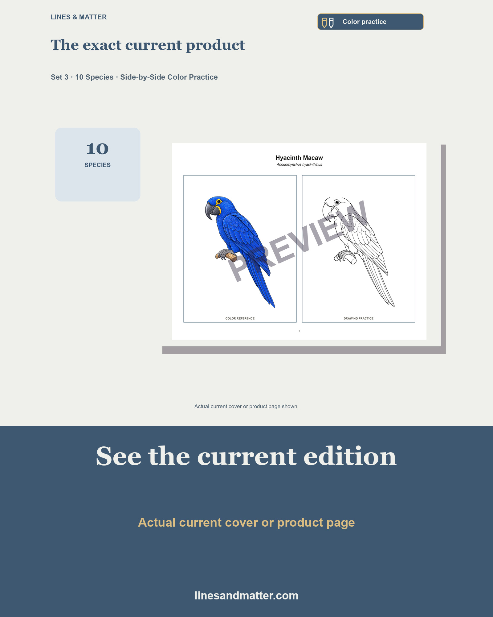 Birds · Volume 1 Coloring Practice Sheets Set 3: 10 Real Species | Printable PDF preview 3