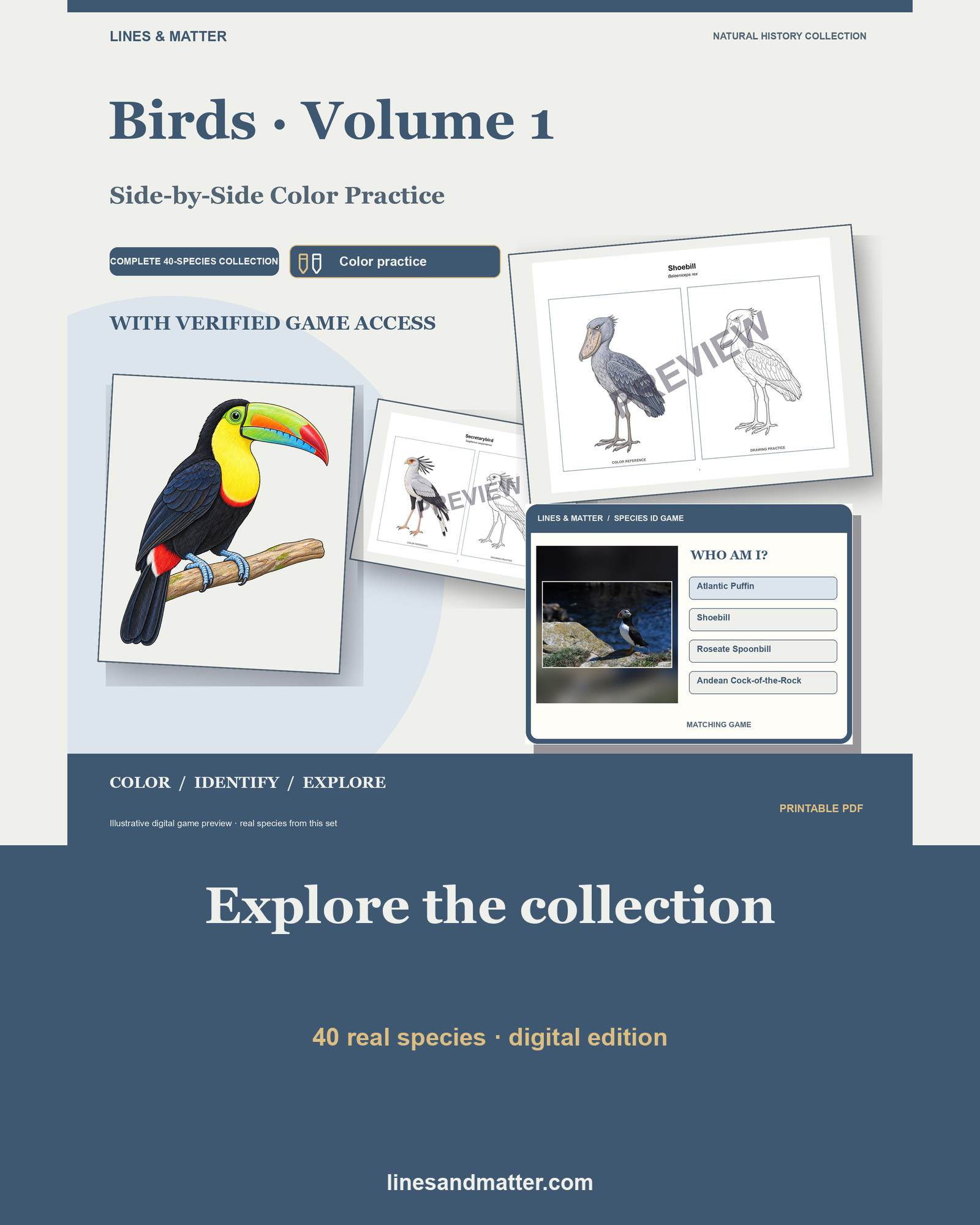 Birds · Volume 1 Coloring Practice Sheets: 40 Real Species | Printable PDF preview 1