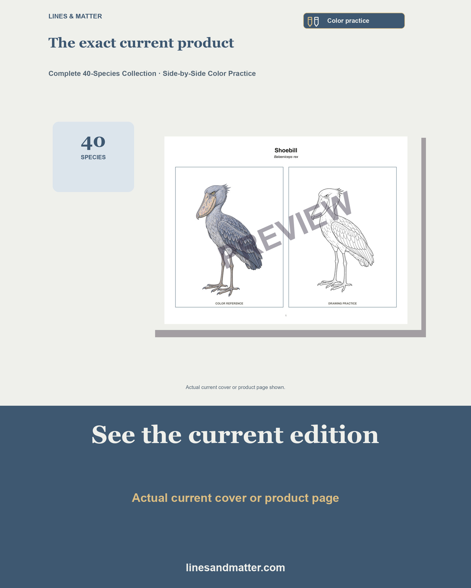 Birds · Volume 1 Coloring Practice Sheets: 40 Real Species | Printable PDF preview 3