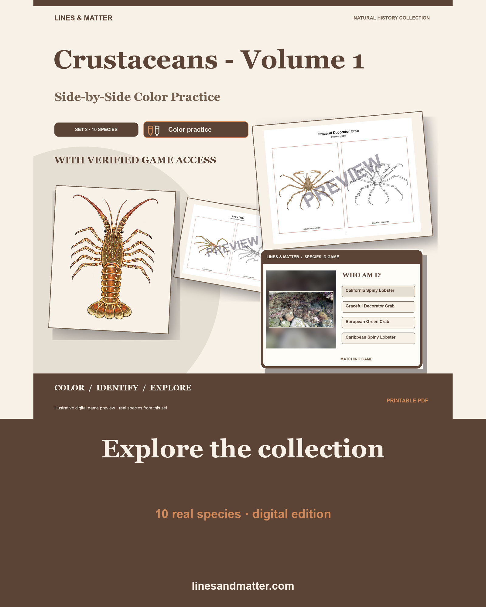 Crustaceans - Volume 1 Coloring Practice Sheets Set 2: 10 Real Species | Printable PDF preview 1
