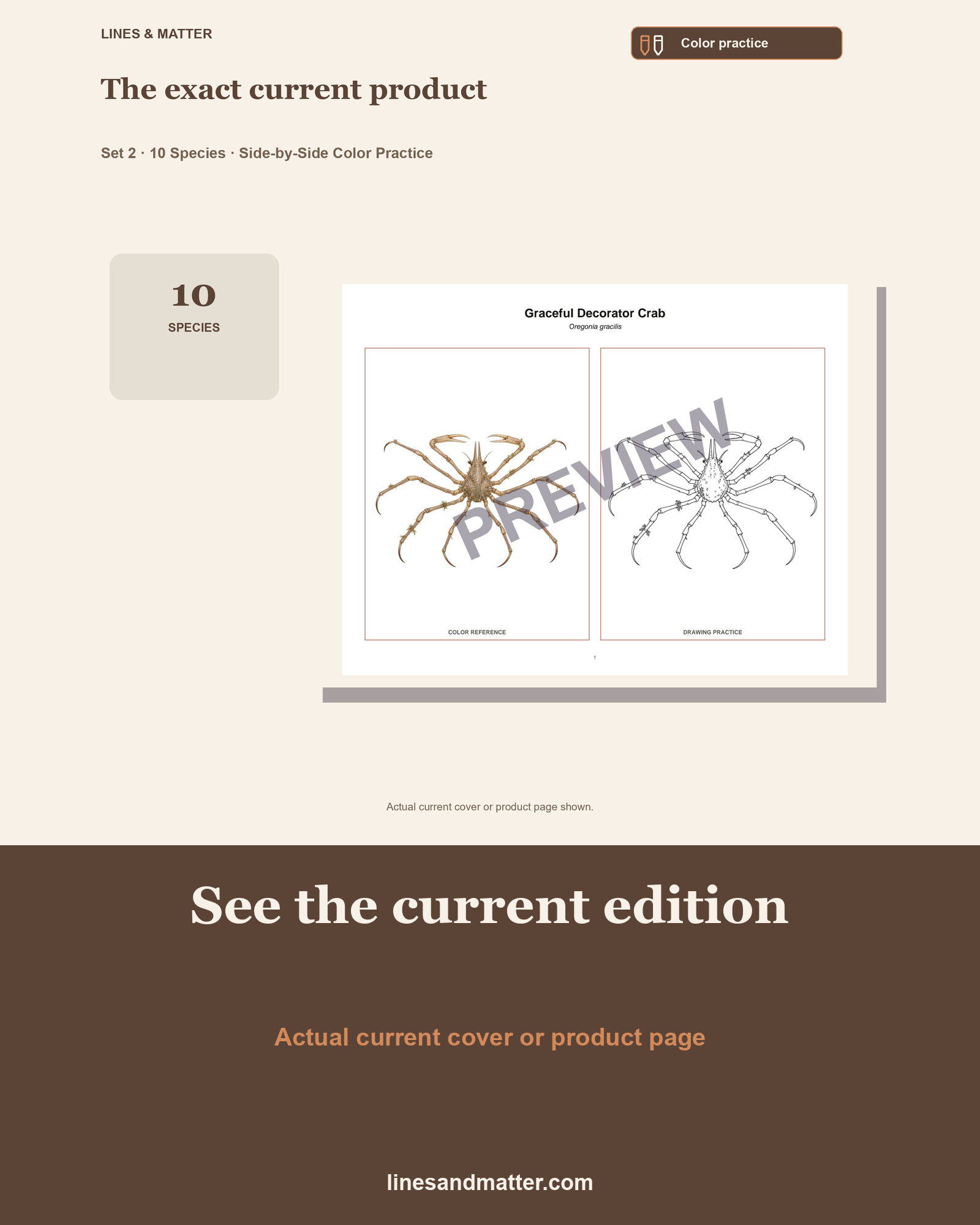 Crustaceans - Volume 1 Coloring Practice Sheets Set 2: 10 Real Species | Printable PDF preview 3